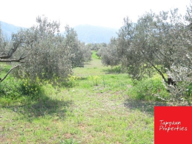 (For Sale) Land/Agricultural Land  || Korinthia/Korinthia - 4.300,00Sq.m, 65.000€ 