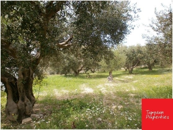 (For Sale) Land Agricultural Land  || Korinthia/Tenea - 40.700 Sq.m, 230.000€ 