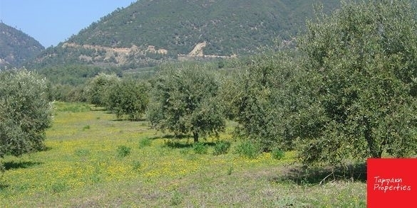 (Προς Πώληση) Αξιοποιήσιμη Γη Αγροτεμάχιο || Ν. Κορινθίας/Κόρινθος - 11.700 τ.μ, 90.000€ 