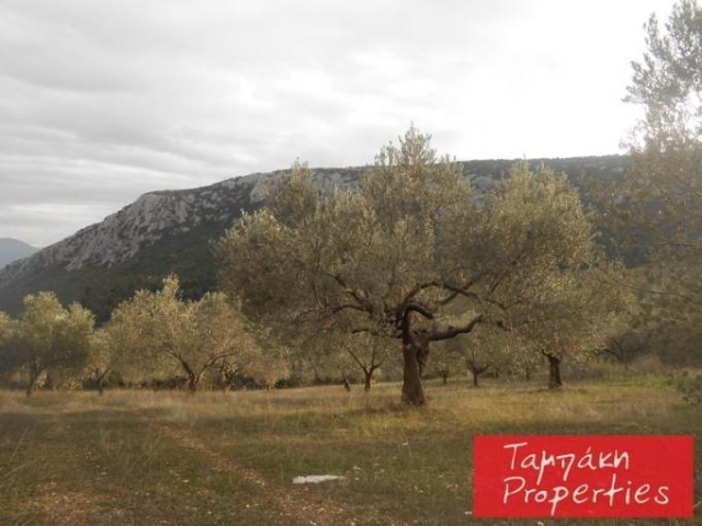 (Προς Πώληση) Αξιοποιήσιμη Γη Αγροτεμάχιο || Ν. Κορινθίας/Τενέα - 15.000τ.μ, 45.000€ 