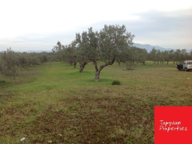 (For Sale) Land Agricultural Land  || Korinthia/Korinthia - 4.993 Sq.m, 43.000€ 